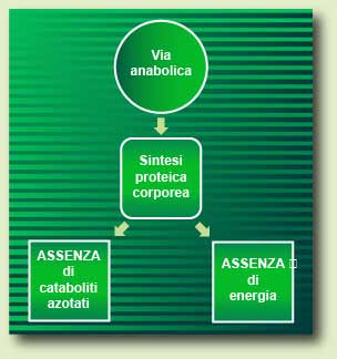Anabolic Pathway