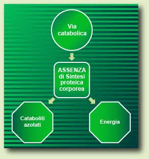 Catabolic Pathway